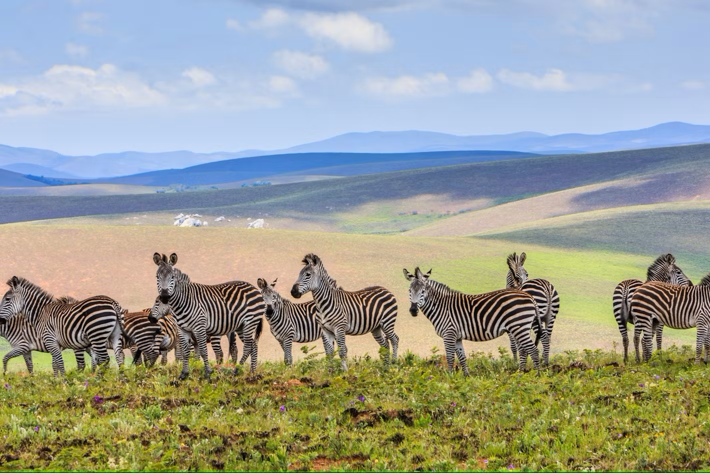 Malawi: The Warm Heart of Africa’s Safari Scene