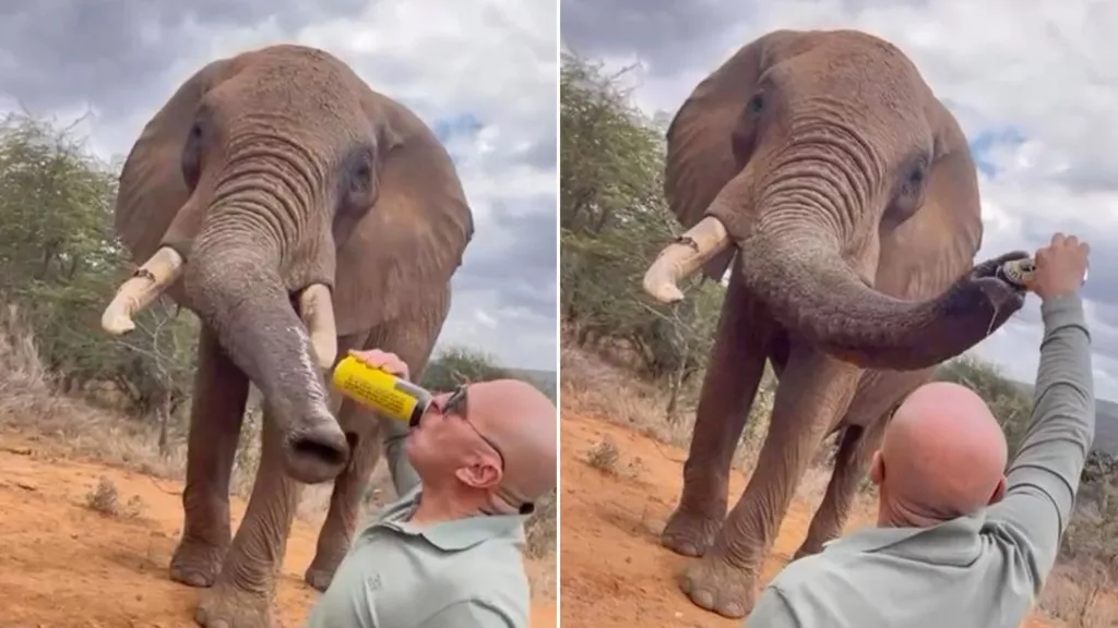 Outrage After Tourist Films Himself Pouring Beer Into Elephant’s Trunk in Kenya